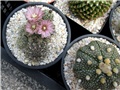 gymnocalycium bruchii 